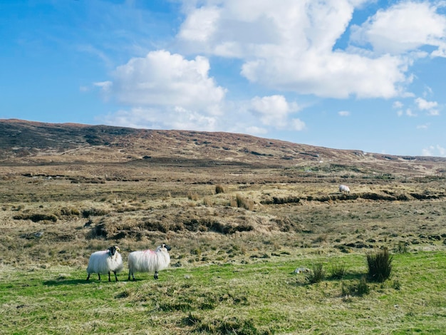 Sheep grazing in the fields of Ireland