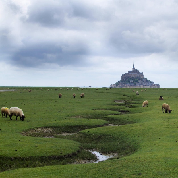 Sheep grazing on grass against sky