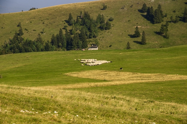 Sheep grazing on the grass field surrounded by hills