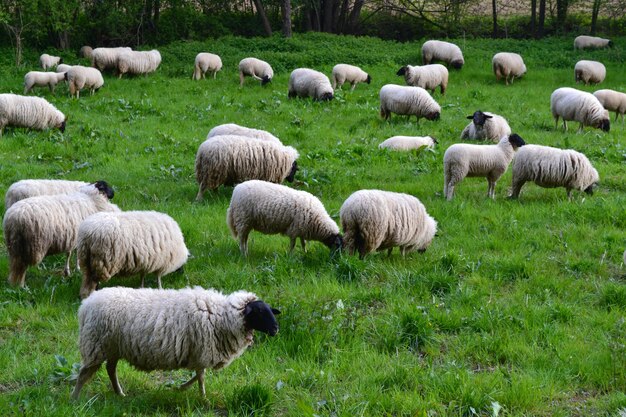 Sheep grazing on grass