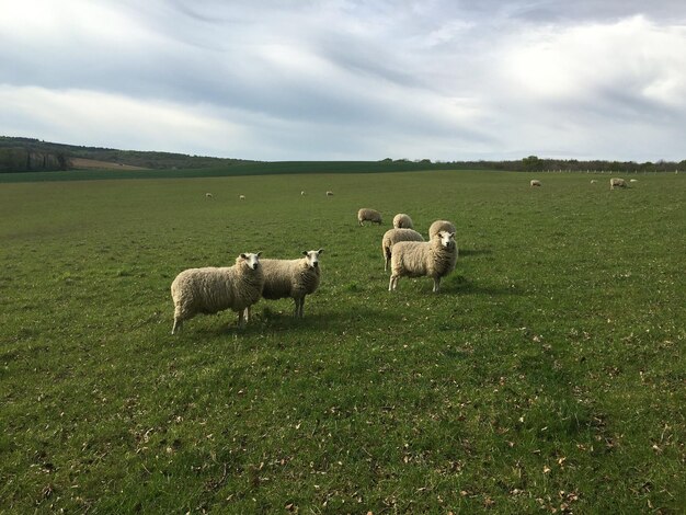 Sheep grazing on grassy field against cloudy sky