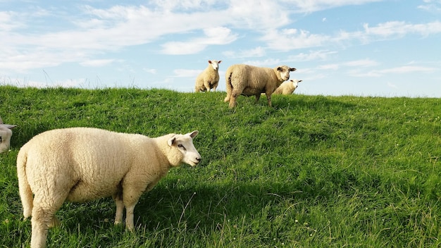 sheep grazing on grassy field