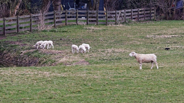 Foto pecore che pascolano su un campo erboso