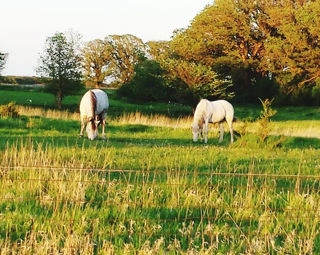 Sheep grazing on grassy field