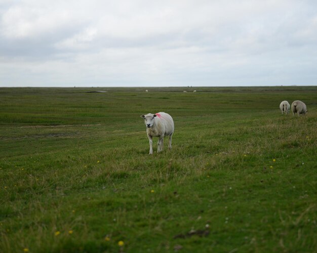 Овцы пасутся на травяном поле