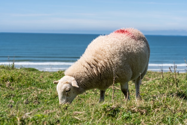 Sheep Grazing in a Green Meadow