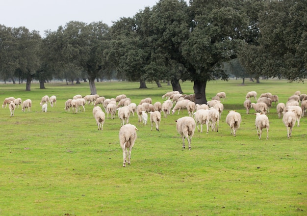 Sheep grazing on a green meadow 