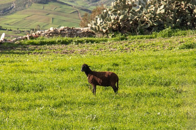 Sheep grazing on a green meadow