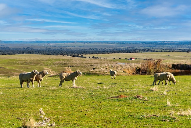 Sheep grazing in the green meadows