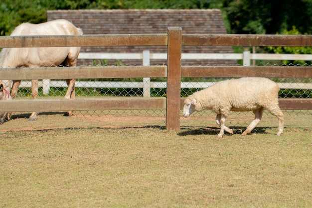 A sheep grazing on a hillside