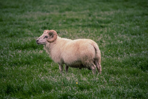アイスランドの羊の放牧
