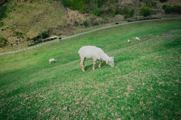 写真 野原 で 牧草 を し て いる 羊