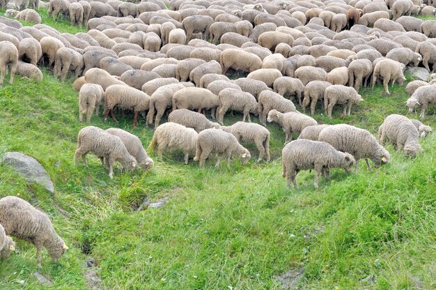 写真 野原 で 牧草 を し て いる 羊