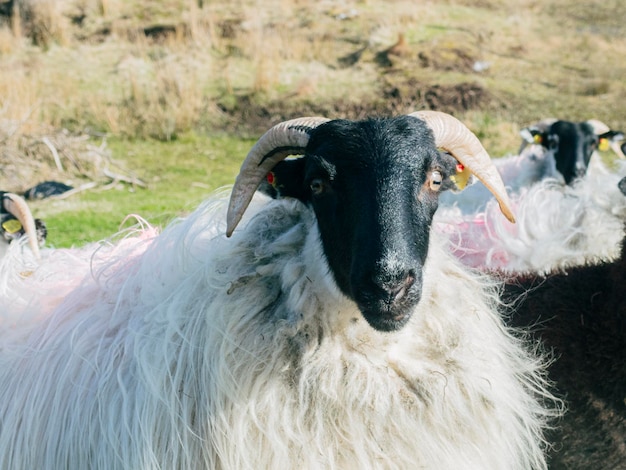 写真 アイルランドの畑での羊の放牧