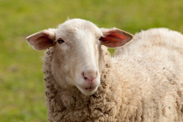 Sheep grazing in the meadow with green grass