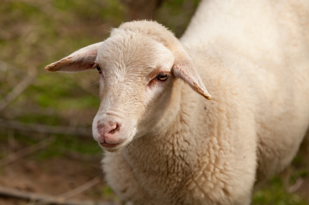 Sheep grazing in the meadow with green grass