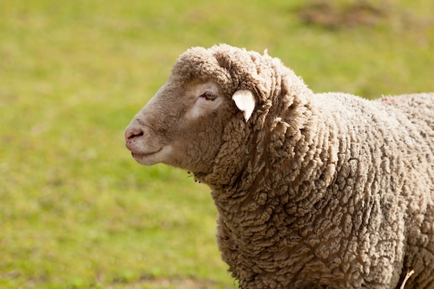 Sheep grazing in the meadow with green grass