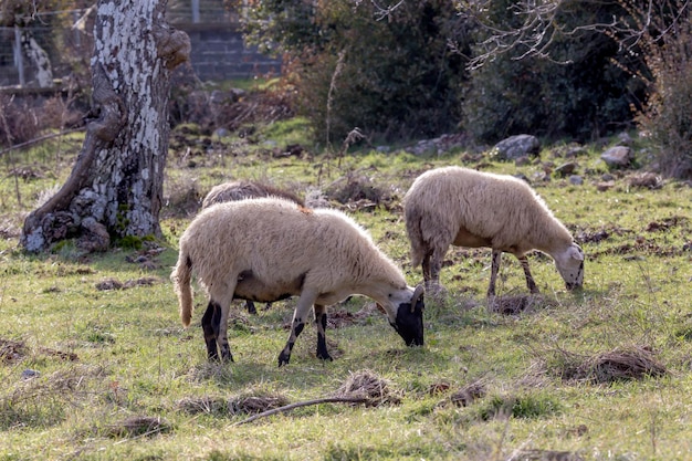 Photo sheep grazing in a mountain meadow in the winter sunny evening closeup