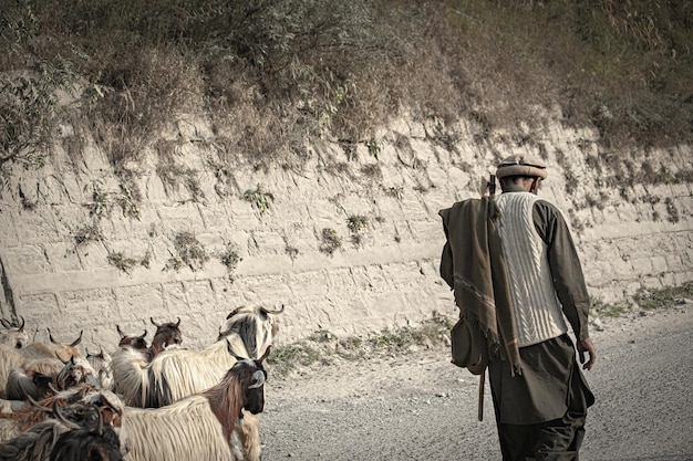 Sheep grazing in Northern Pakistan