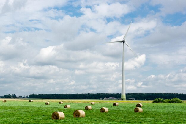 写真 空の向こうの野原で牧草をしている羊