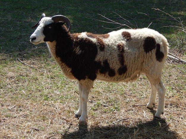 Sheep grazing in a paddock on a pasture in a herd