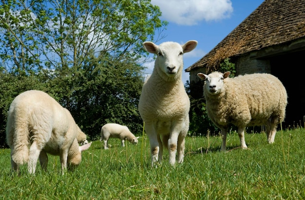 Sheep grazing in paddock