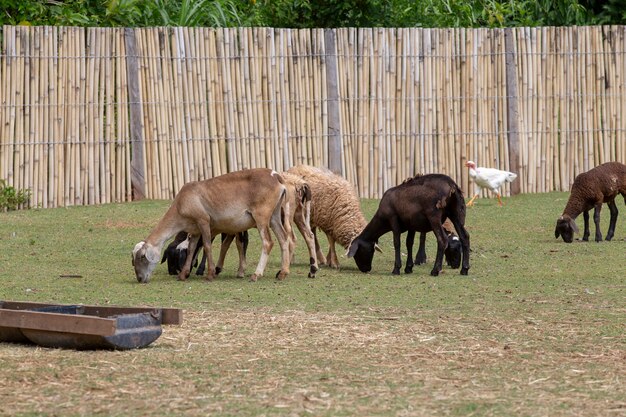 Sheep grazing in the paddock