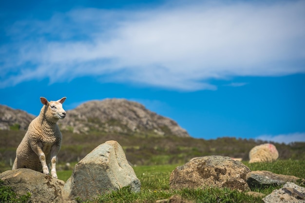 Sheep grazing in the rural Welsh landscape near Whitesands Bay