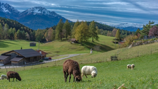 グリーンフィールド風景の中の羊