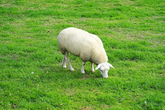 緑の野原で羊