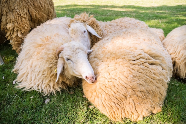 Sheep on green grass