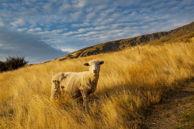 Sheep in green mountain meadow, rural scene in New Zealand