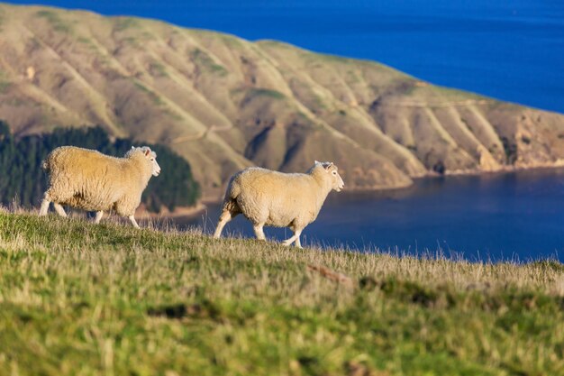 Овцы на зеленом горном лугу, сельская местность в Новой Зеландии