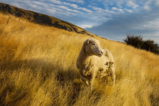 Sheep in green mountain meadow, rural scene in New Zealand