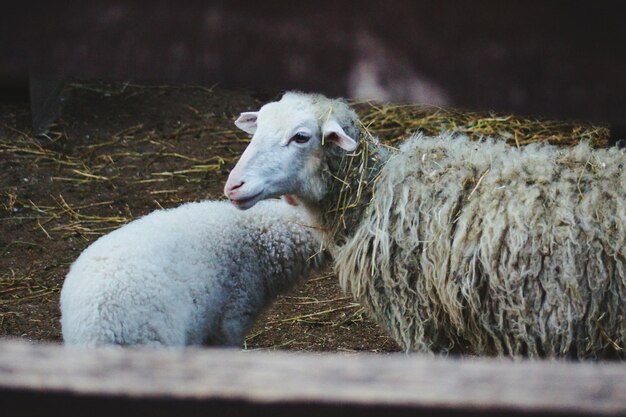 Photo sheep on ground