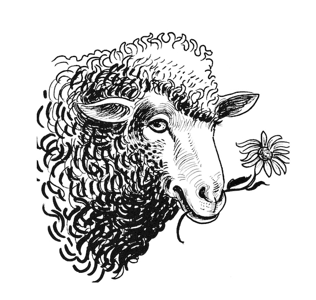Sheep head. Ink black and white drawing