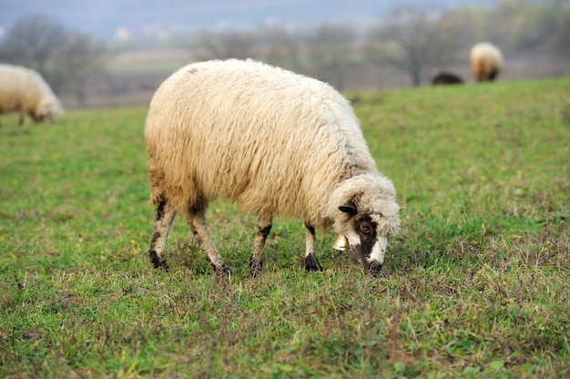 Sheep herd in field