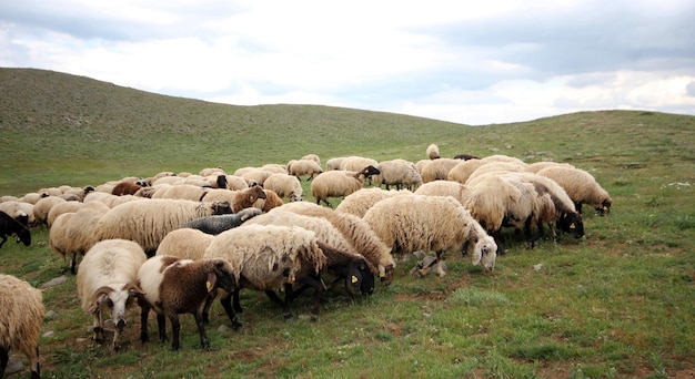 Sheep herd grazing in the grass