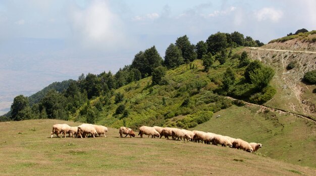 Sheep herd grazing on hill