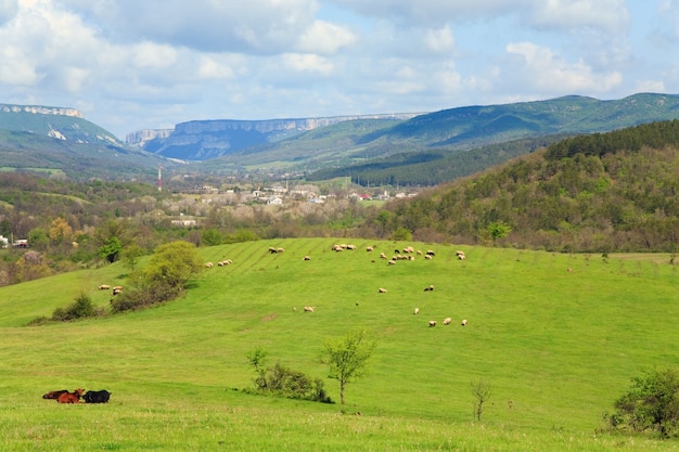 Sheep herd on mountain hill near village