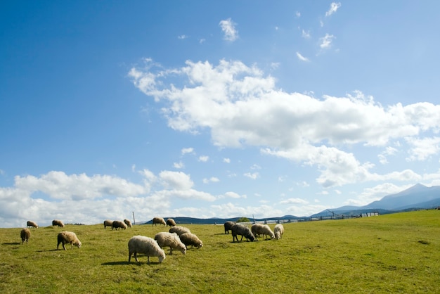 Sheep herd on mountain plateau pasture.