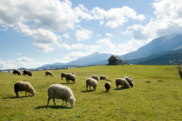 Sheep herd on mountain plateau pasture.