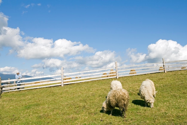 Sheep herd on mountain plateau pasture.