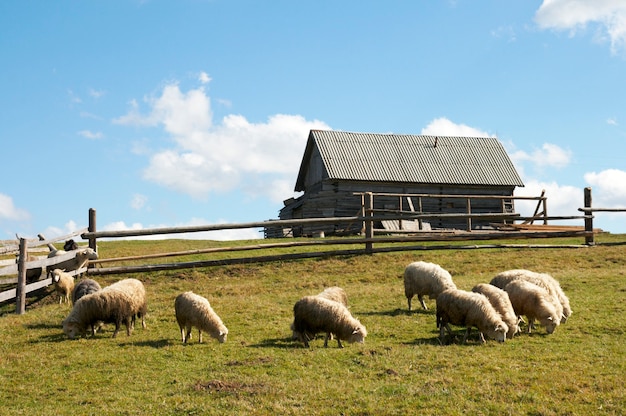 Sheep herd on mountain plateau pasture.