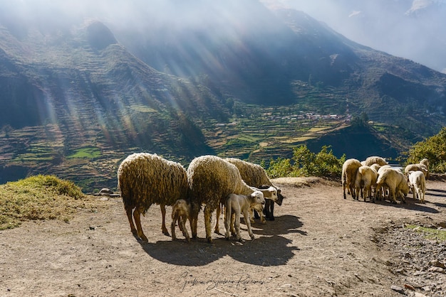 Foto un gregge di pecore alla ricerca di pascolo nelle ande