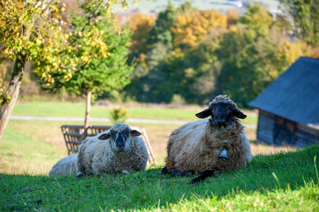 A sheep herd in the summer in a meadow in the countryside