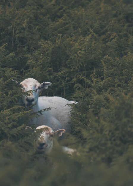 Photo sheep hiding on the mountain