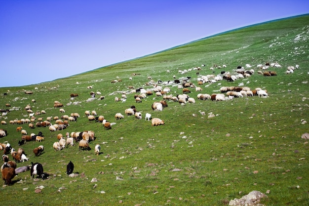 Sheep on the hill eats grass