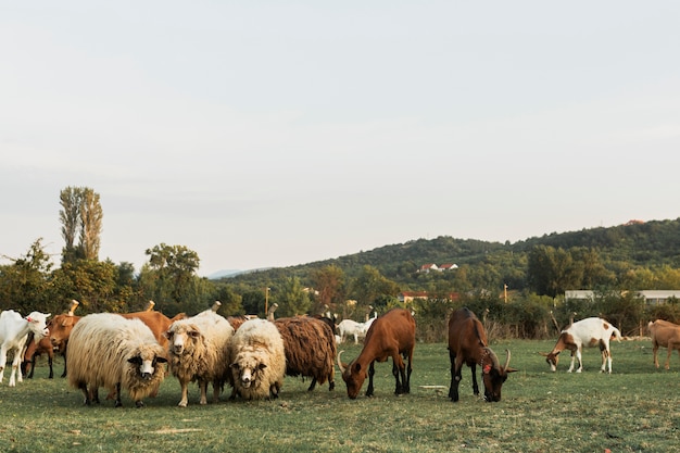 Sheep and horses grazing together on a green grass land