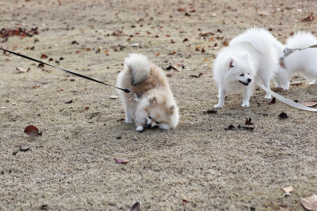 写真 畑の羊